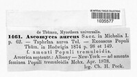 Ascomyces aureus image